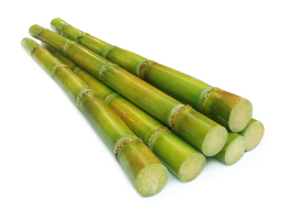 sugarcane